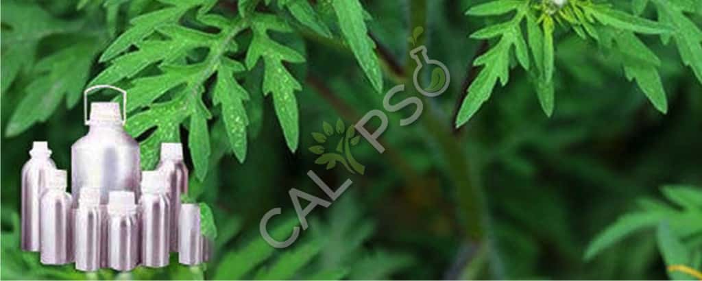 Aceite esencial de davana puro